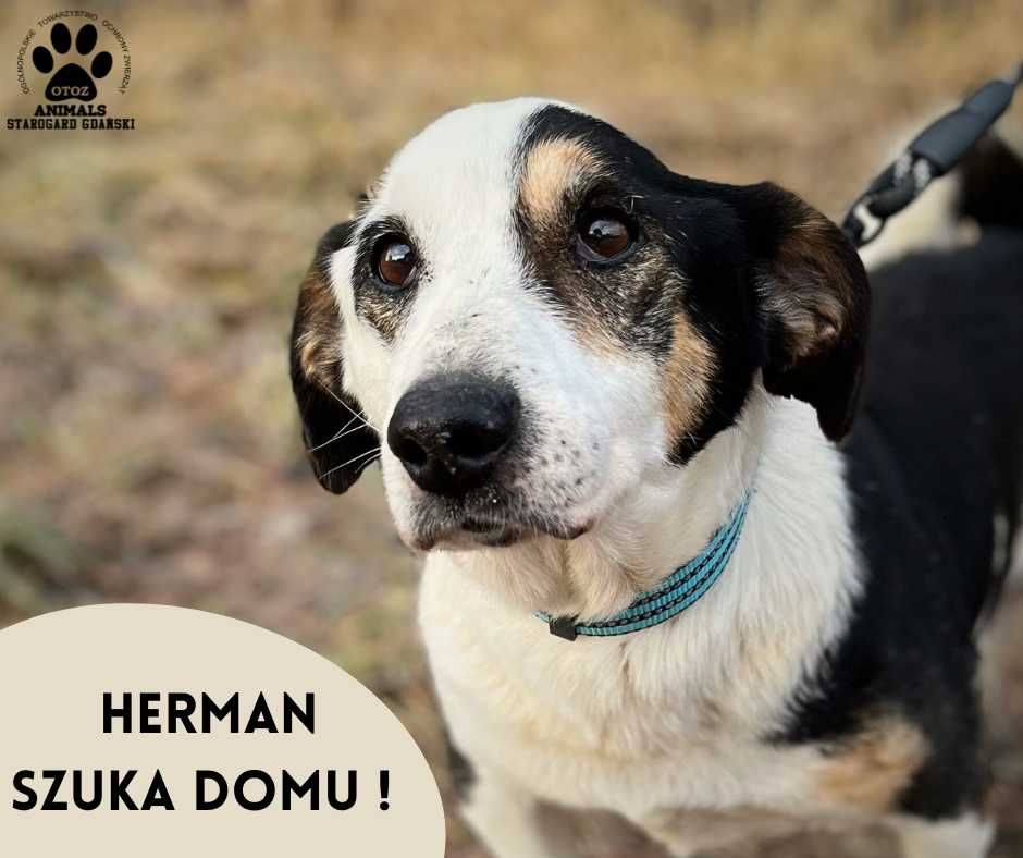 Spokojny psiak Herman szuka domu