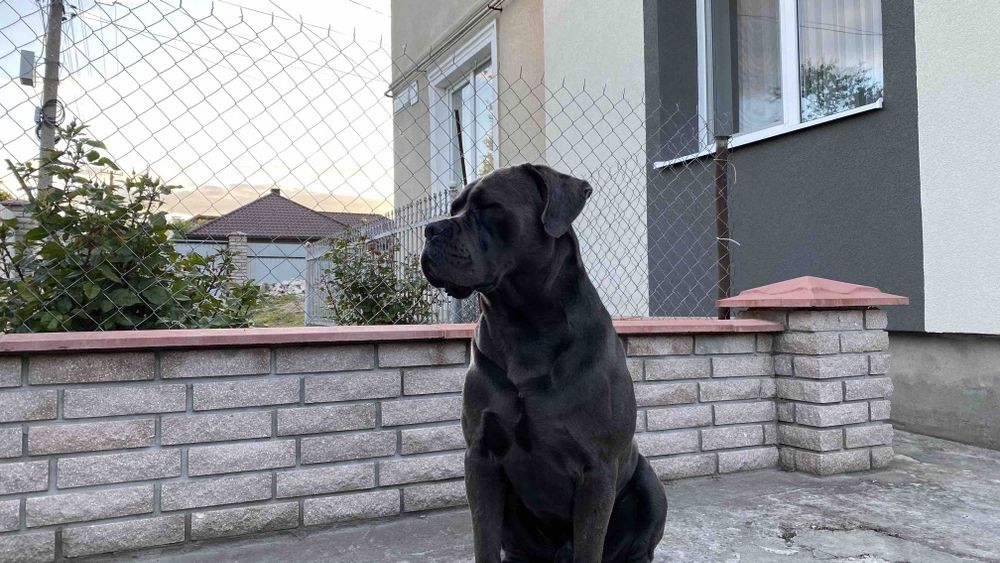 Кане корсо вязка