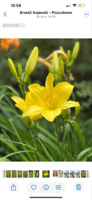 Liliowce zółte i pomarańczowe