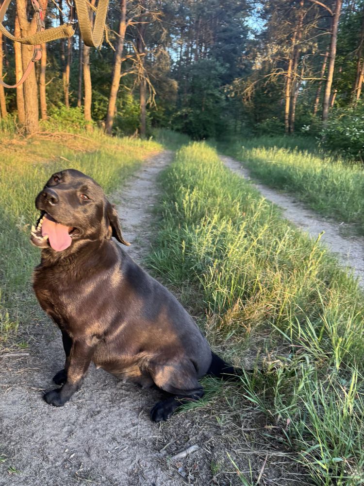 Labrador Retriver miot A- Anti