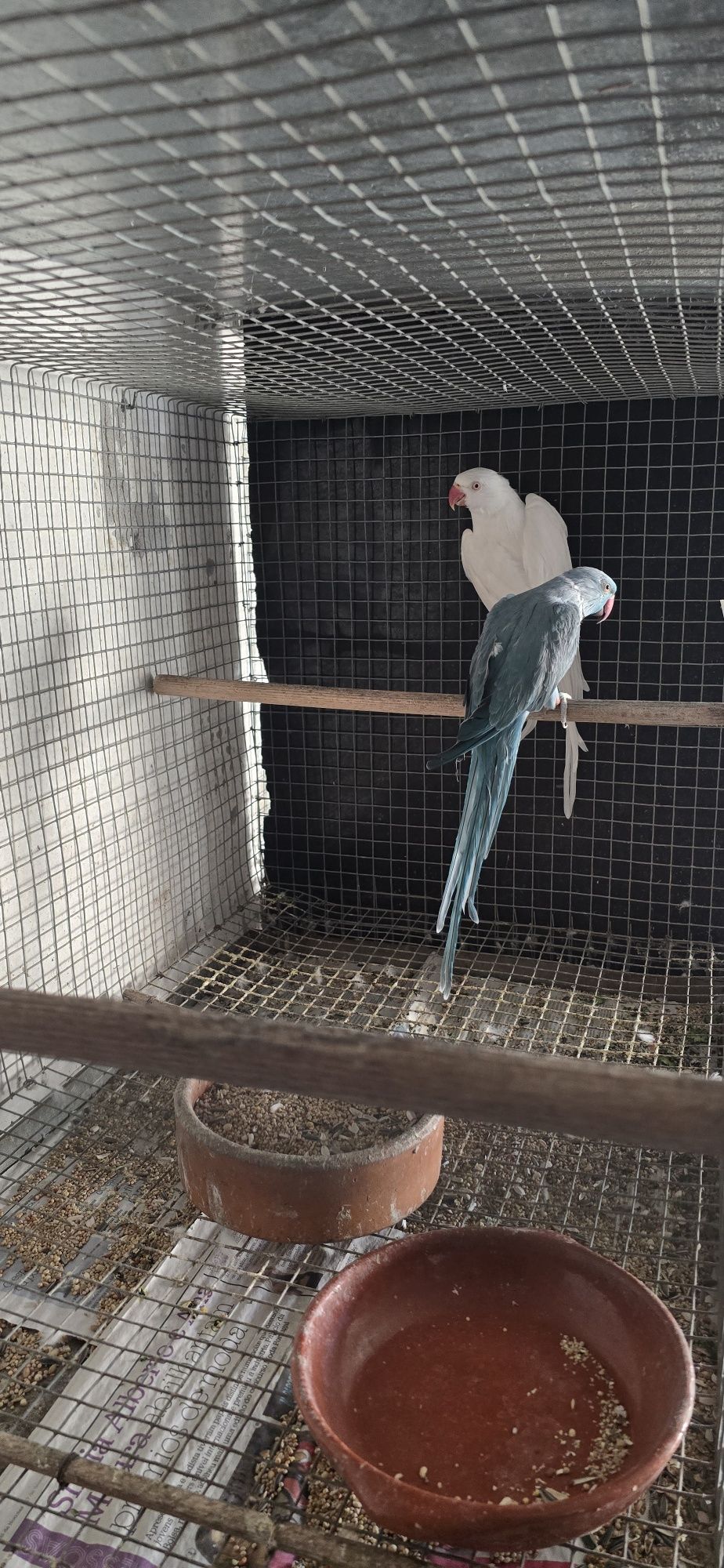 Roselas e ringneck