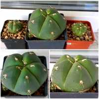 Кактус Gymnocalycium HORSTII