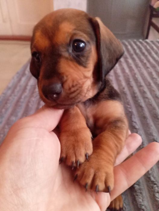 Цуценята такси гладкошерсної