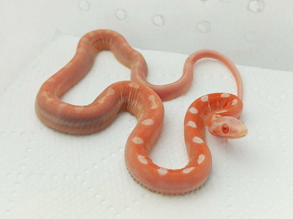 Wąż zbożowy Amel Motley Scaleless ph. 66% cinder, 50% anery / Bezłuski