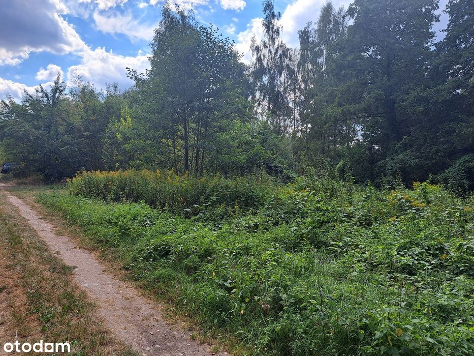 Dzialka budowlana w lesie kolo Grojca okolice Warszawy