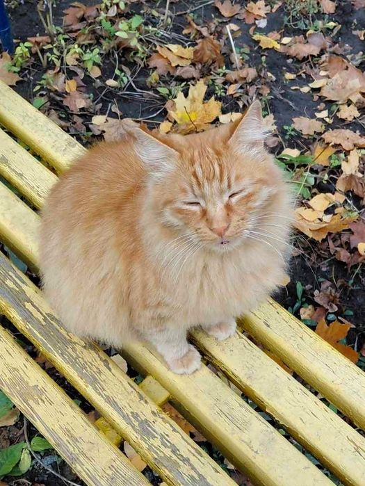 Пушистый рыжий котик ищет дом!