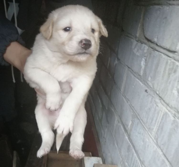 7 хлопців і дівчинка терміново шукають дім, привеземо