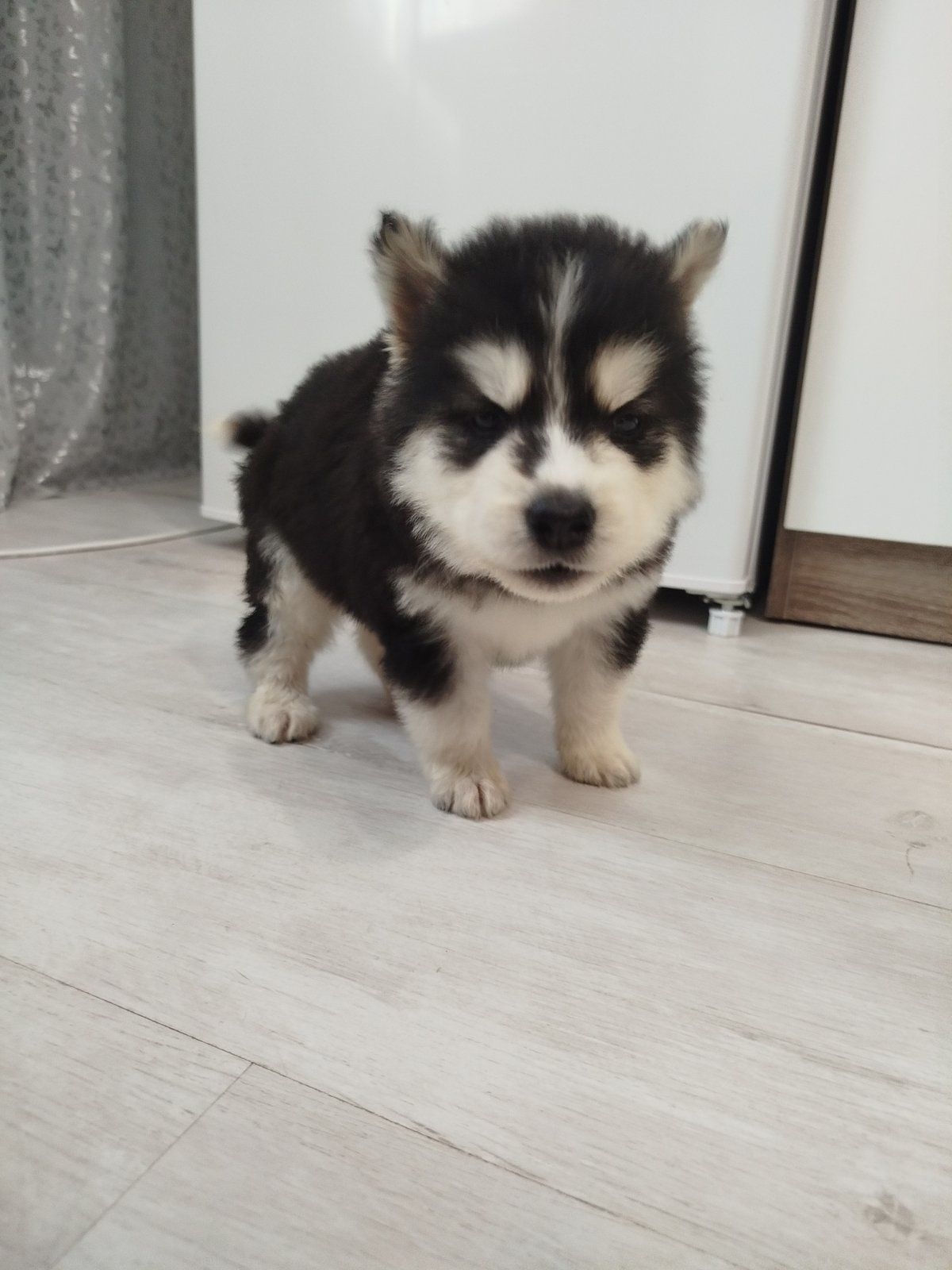 Сибірський хаскі