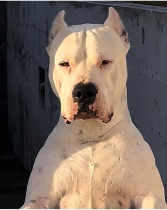 Dogo Argentino disponivel