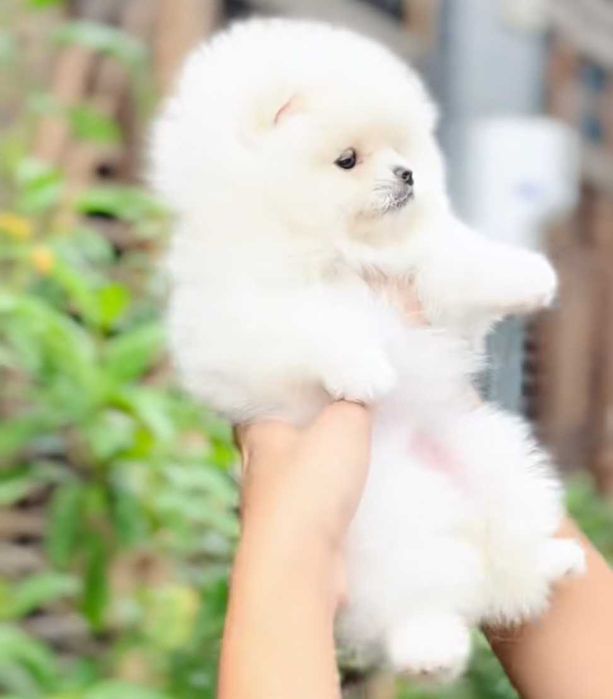 !!! Mały miś pomeranian mini