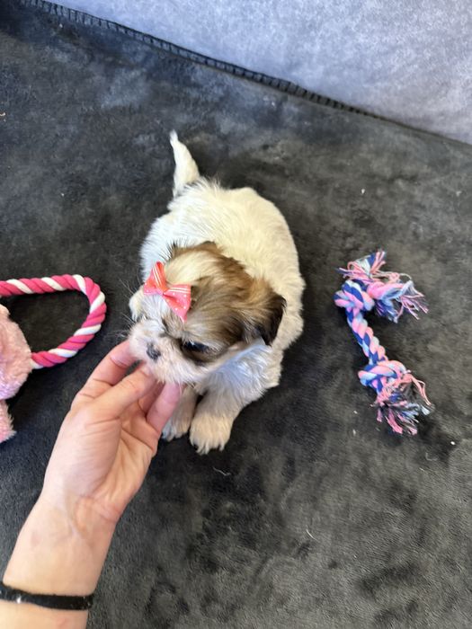 Shihtzu femea pequenina excelente