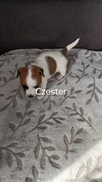 Jacek Russell terrier piesek Czester