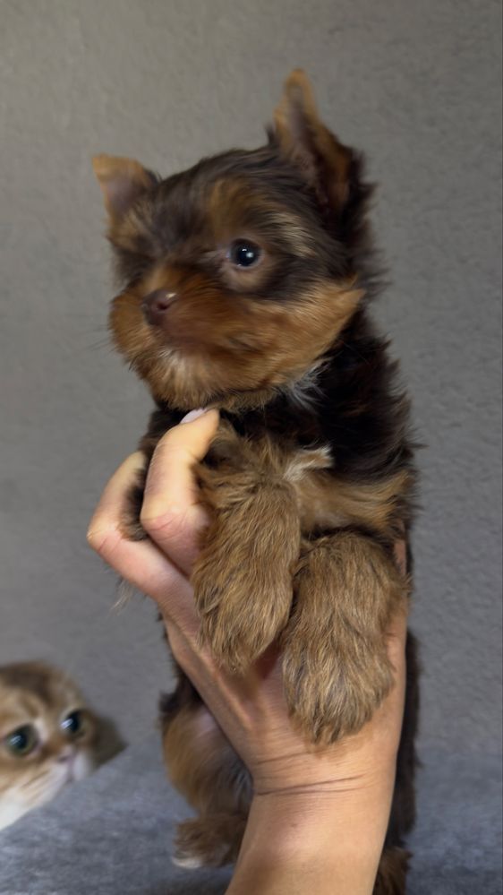 York chocotan piesek (chlopczyk )