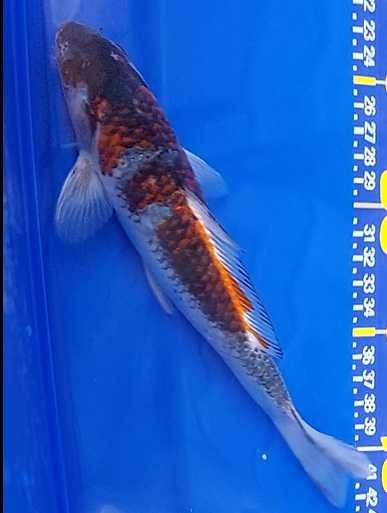 Carpas  Koi - Nishikigoi