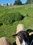 Ovelhas sufflok de qualidade