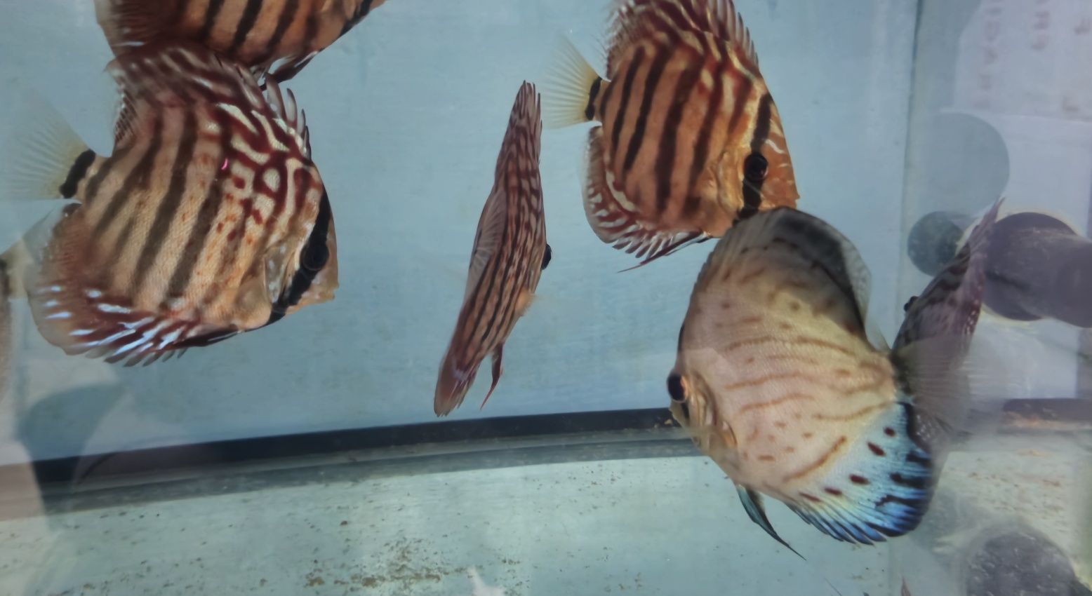 Pack 10 discus variados 8 a 12 cm