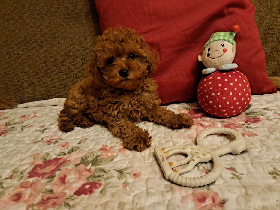 Pudel Toy / Miniatura Red Piesek