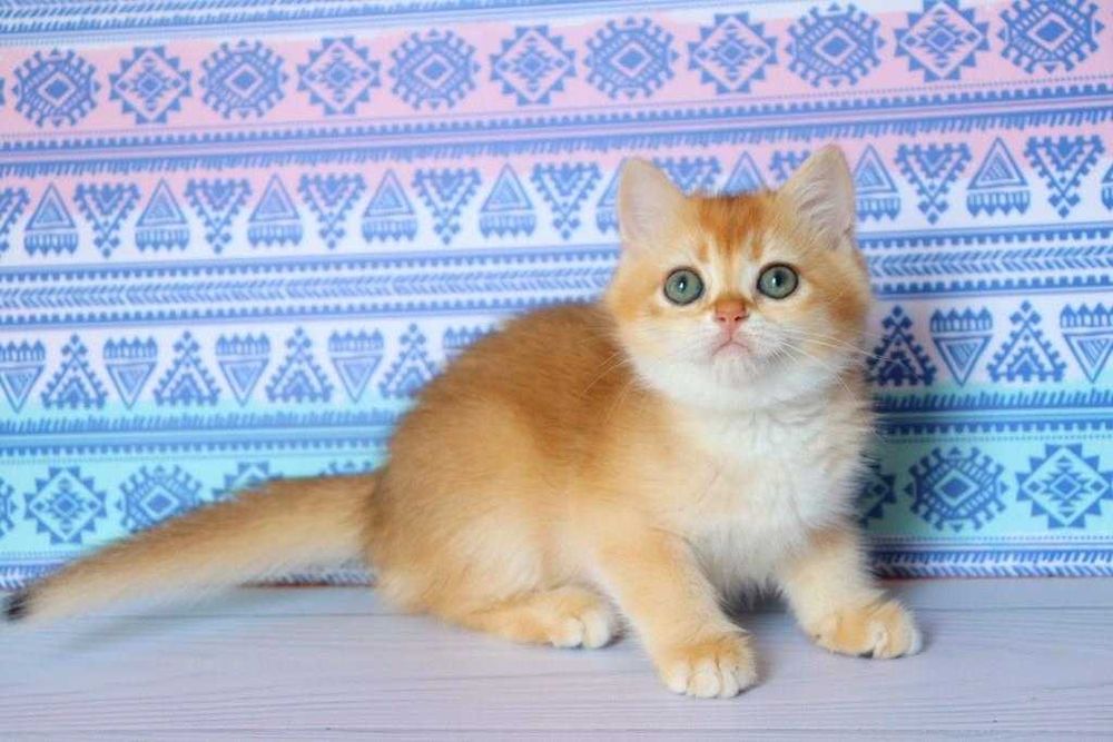 Клубна, британська дівчинка, в золотому окрасі