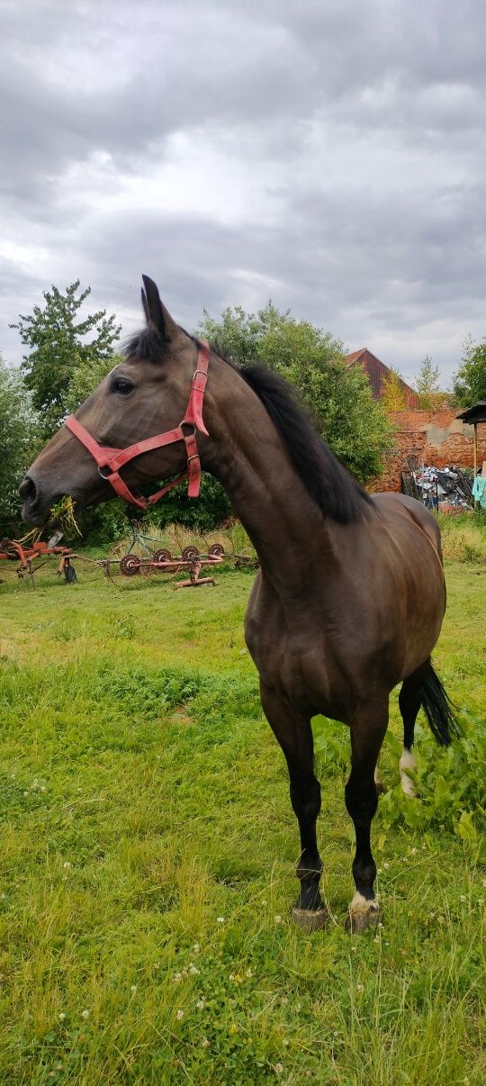 Sprzedam klacz sp