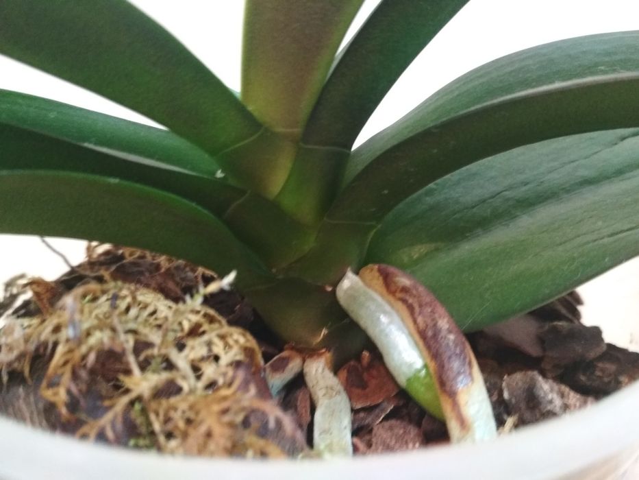 Орхидея фаленопсис бабулетка