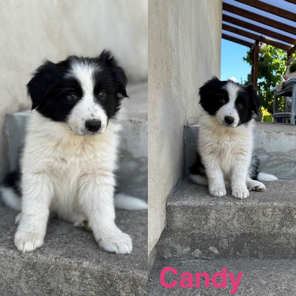 Border Collie szczeniak gotowy do nowego domku