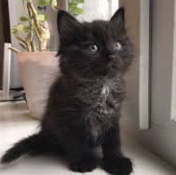 Продам шикарного котёнка