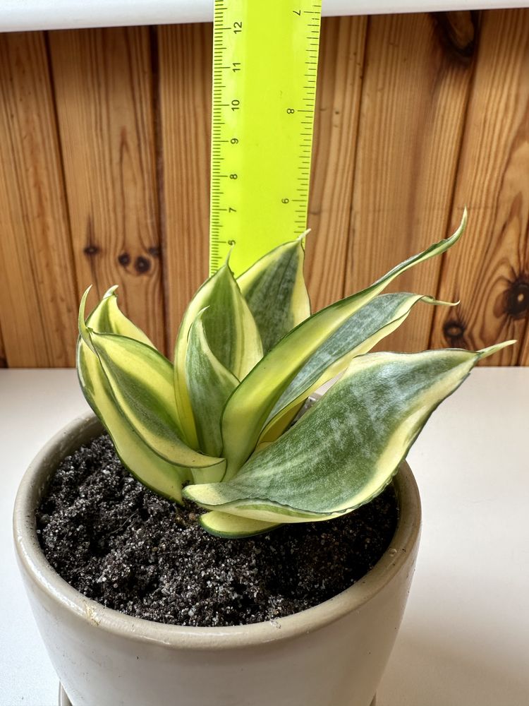 Sansevieria Golden Hahnii/ сансевієрія Голден Хані