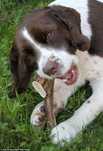 Haste de Veado ANTLER Snack, hastes