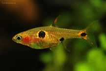 Razbora maculata (plamista)