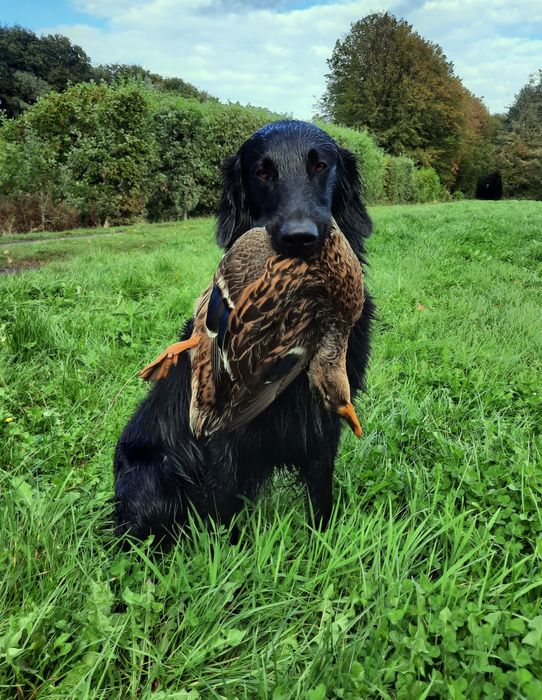Flat coated retriever czarny piesek