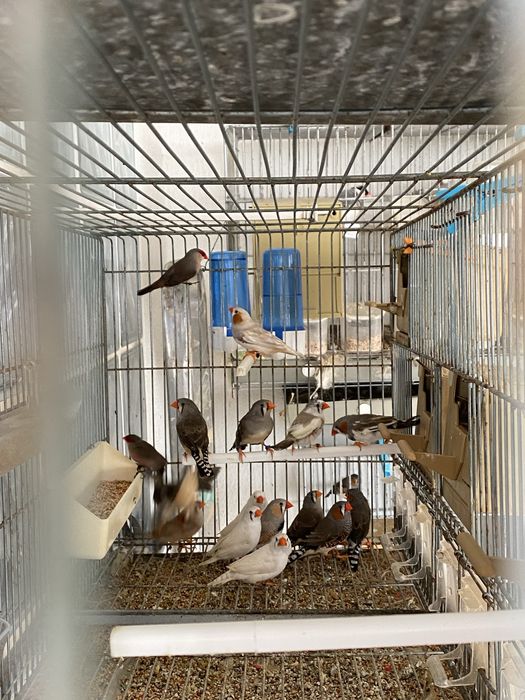 manderins de qualidade