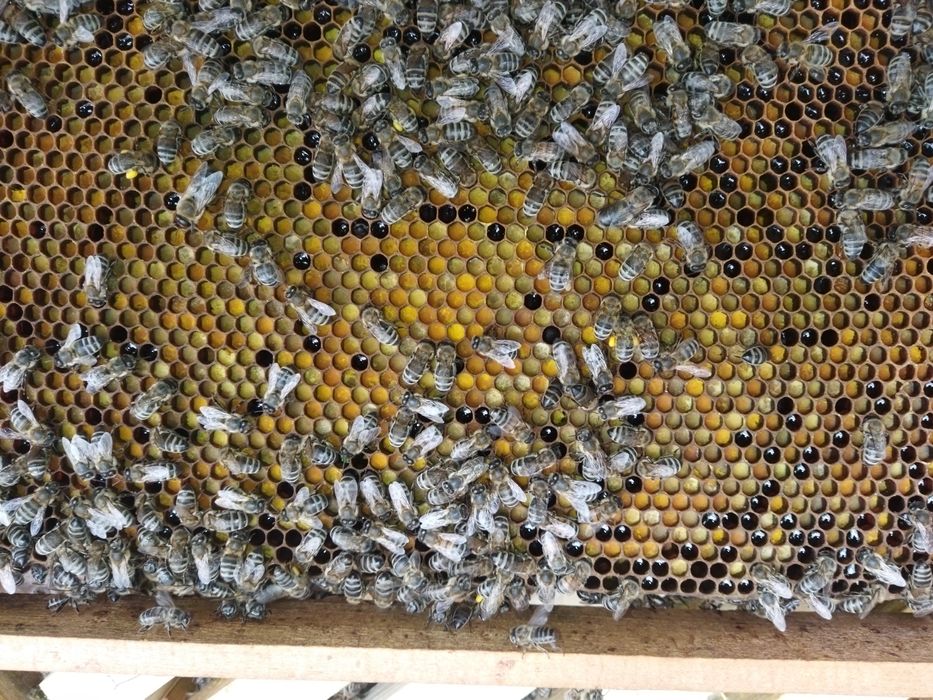 Продам  бджоло-пакети 2026