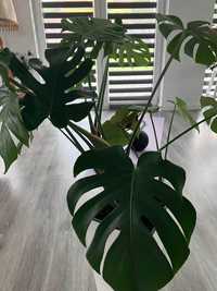 Monstera bez doniczki