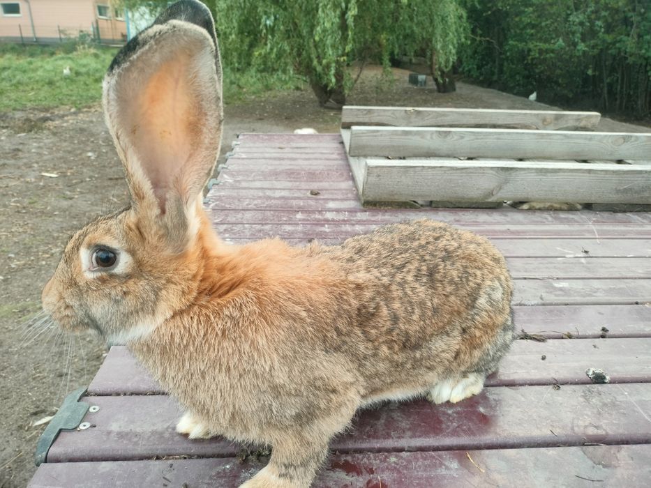 Króliki samce / samice