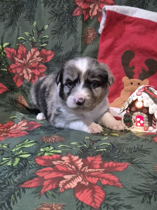 Border collie suczka blue merle