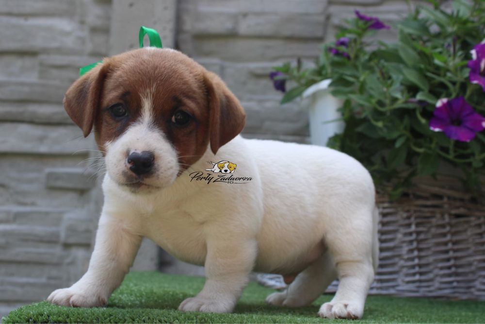 Piesek Jack Russell Terrier ZKwP FCI*Gotowy do odbioru*