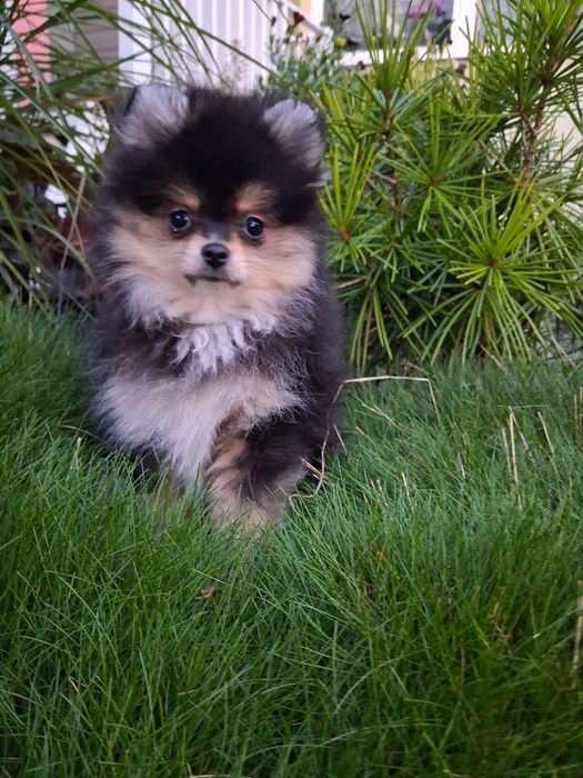 Chłopak  pomeranian szpic miniaturowy