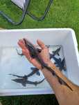 Jesiotry 28-36cm. Karp , Lin ,Amur .