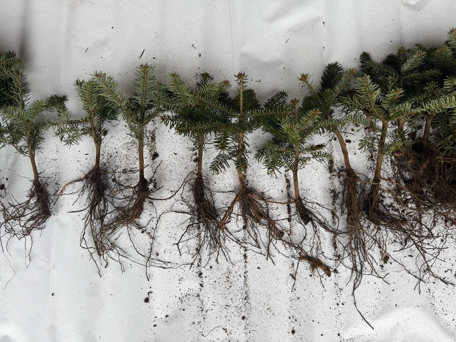 sadzonka leśna jodła koreańska, kaukaska nobilis fraseri świerk zwykły