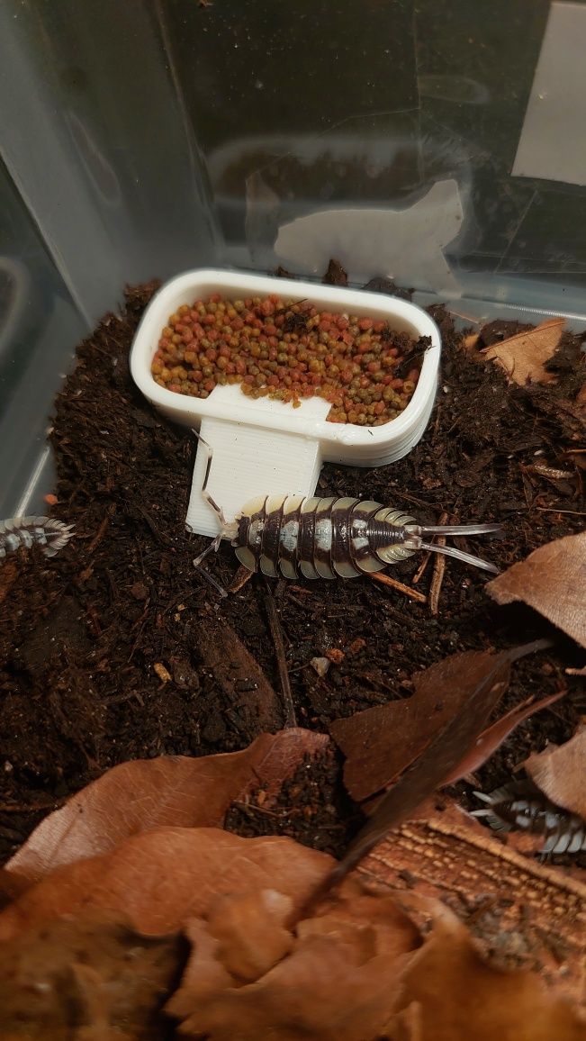 Taça alimentação isopods/bichos da conta