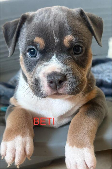 Amstaff TRICOLOR. Suczka. Zapraszamy do rezerwacji.