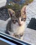 gatinhos para doação