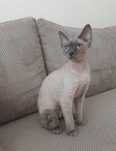 Piękny kocur Devon Rex