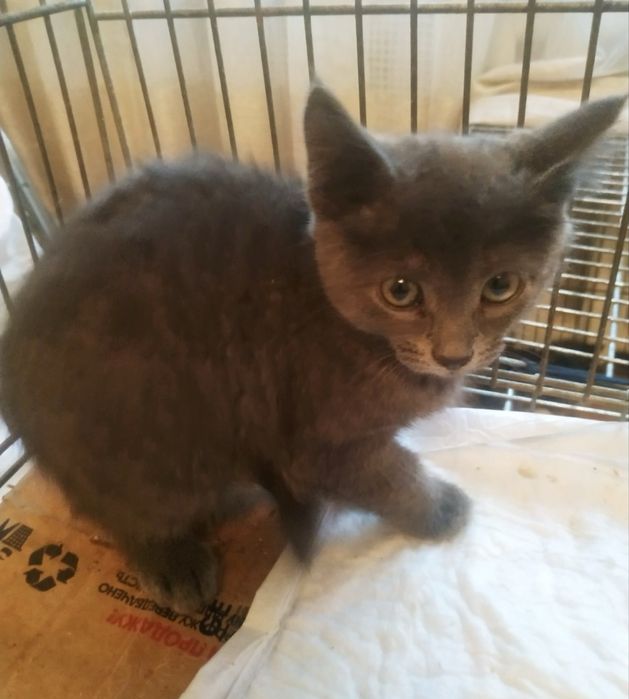 Кошенята 1,5 місяці, в добрі руки.