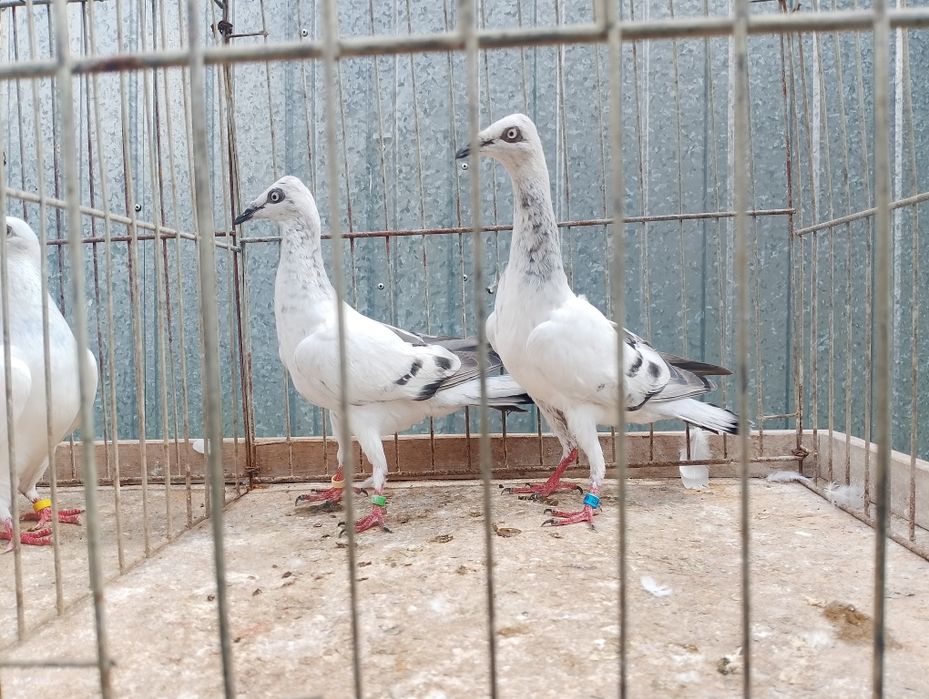 Sprzedam żałobników młode