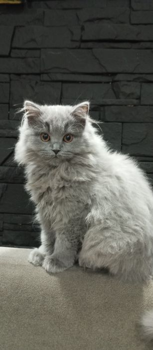 Kot brytyjski niebieski długowłosy