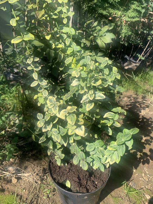 Бересклети.іва хакуро нішікі