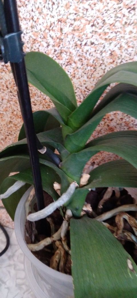 Орхідея / Фаленопсис Мондріан (Mondriaan)