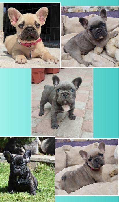 Для вас бульдожки они на фото! Выбирайте!