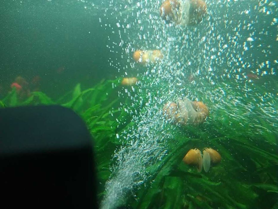 маленькие - по 10, большие - по 20